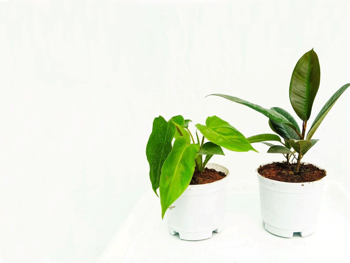 Farm Storey | Buy Succulent Plants Online | Best Indoor plants
