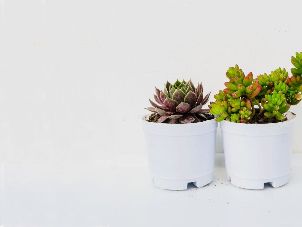 Farm Storey | Buy Succulent Plants Online | Best Indoor plants