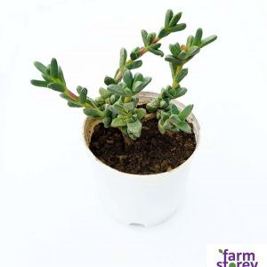 urang cactus oasis cream Urang Cactus Oasis Cream main image 1