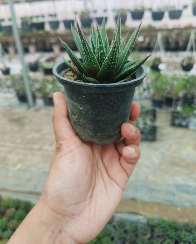 Benefits Of Succulents In the Home - farmstorey.com